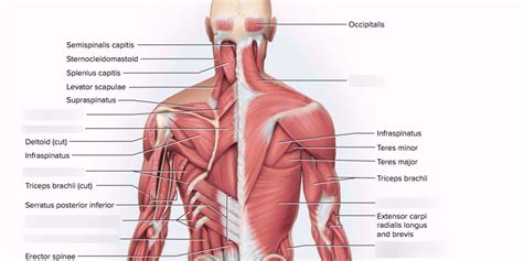 Pectoral muscles lie in the chest and exert force through the shoulder to move the upper arm. Muscles Of The Torso Posterior : Female Torso With ...