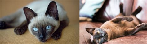 Siamese Vs Burmese Breed Comparison Mycatbreeds