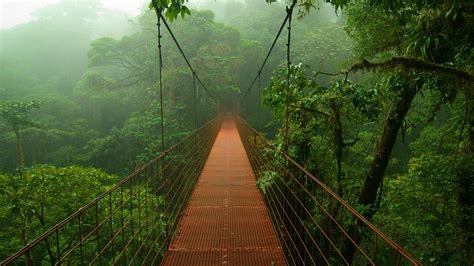 Photography Bridge Forest Rainforest Nature Trees