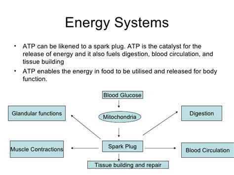 Aerobic and anaerobic metabolism with moderate exertion, carbohydrate undergoes aerobic metabolism. Core 2 Factors affecting performance Energy ssytems