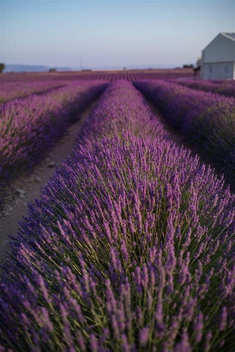 Blossom Lavender Field In Summer Landscape Near Valensole Provence