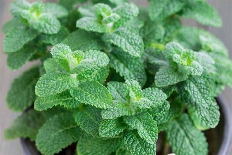 Tips For Growing Apple Mint Gardeners Path