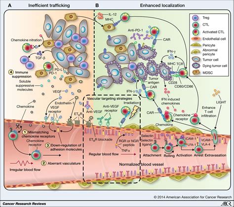 Anti Garp Combatting Treg Cells And Tgf β In The Tumor