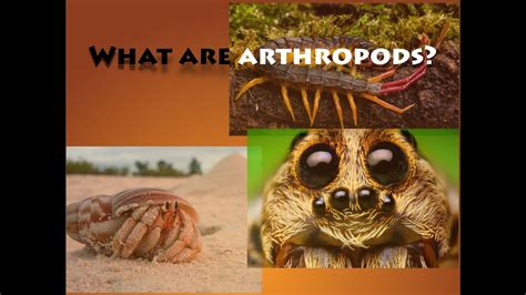 They are the most like their exteriors, the internal organs of arthropods are generally built of repeated segments. Arthropods - YouTube