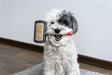 I'm getting a woof woof puppie. Best Dog Brush For Short Hair for 2021 Our Reviews and Comparisons - Woof Whiskers