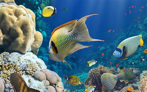 Online Crop Hd Wallpaper Colorful Tropical Fish Coral Underwater