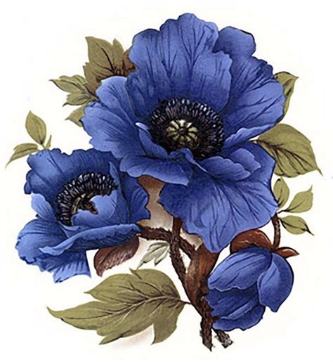 Blue Poppy Flower Drawing Watercolor Flowers Flower Painting