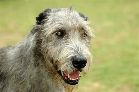 Irish Wolfhound A Beautiful Irish Wolfhound Dog Head Portrait With