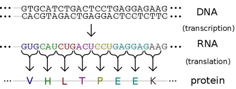 How Does Dna Code For Proteins In A Cell Pediaacom