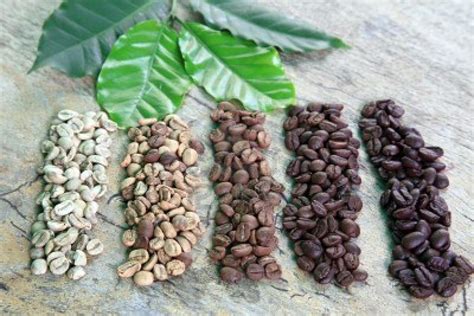 How To Grow Coffee From Seed How Is Coffee Made The Journey Of