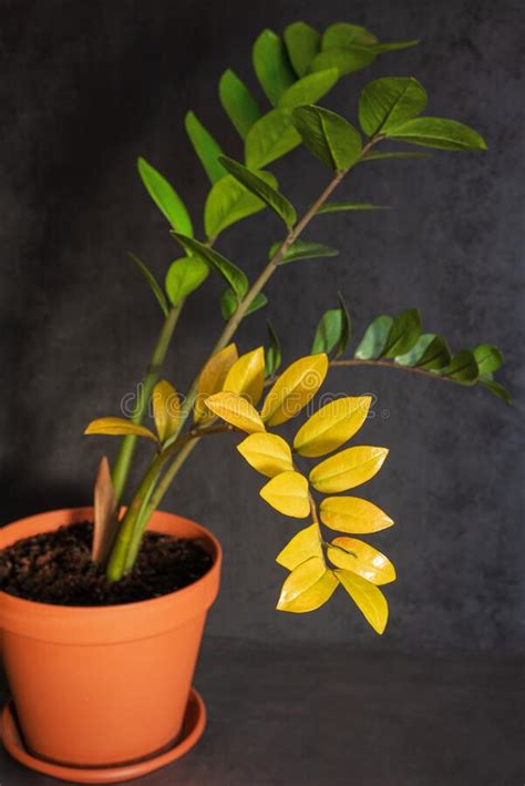 Maybe you would like to learn more about one of these? Houseplant Disease. Zamioculcas With Yellow Leaf In Flower ...