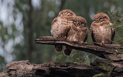 Owls Forest Nature Birds Owl Three Themes