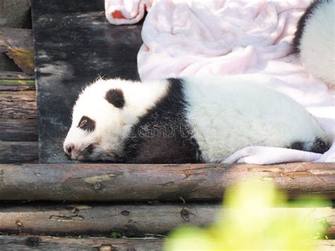 Baby Giant Panda Sleeping Stock Image Image Of Sleep 142461535