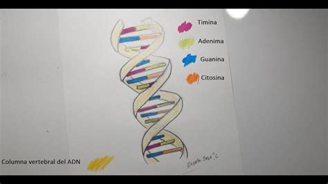 Descubrir 57 Imagen Dibujos De Adn Y Sus Partes Viaterramx