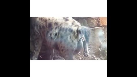 Hyena Giving Birth In The Wild Awesome Youtube