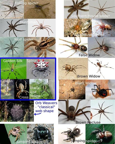 I Keep Seeing The Same Kinds Of Spider Up For Id So Heres A Picture