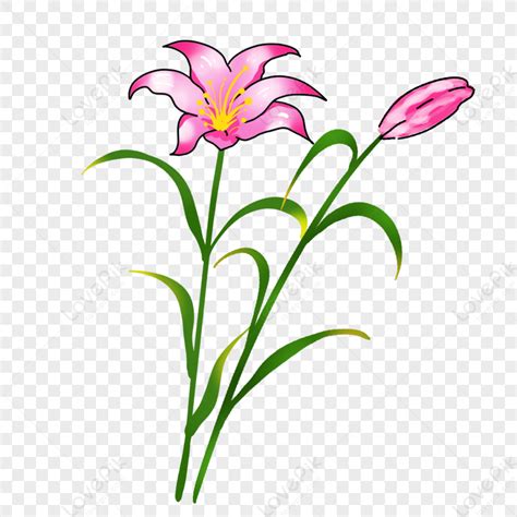 Cartoon Two Pink Flowers Two Flowers Pink Flowers Plant Free Png And