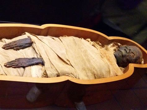 Ancient Egyptian Mummy Looks Just Like Our Preserved Anatomy Specimens