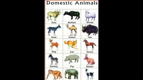 Domestic Animals Learn Domestic Animals Name And Sound For Children