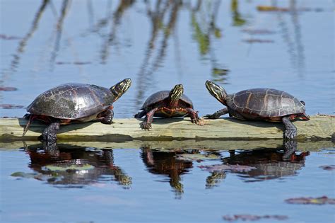 Painted Turtles As Pets Aquatic Turtle Care