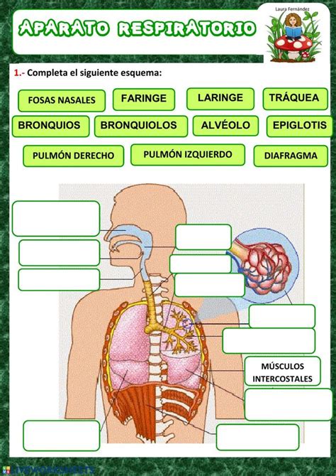Aparato Respiratorio Ficha Interactiva Online Activities Babe Subjects Biology Teacher