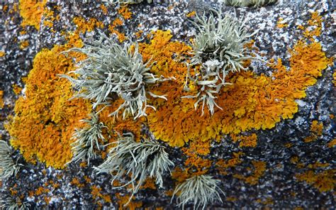 Zum lachen sein (= lustig) to be hilarious; A Kilchoan Diary: The Most Westerly Lichens