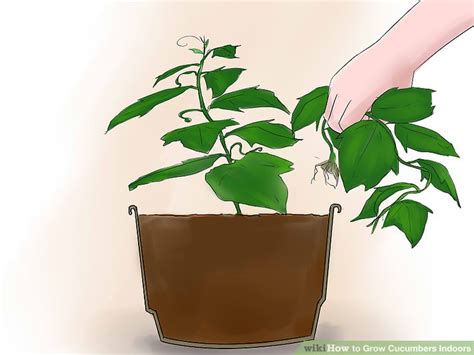 Lightly cover them with about 1/2 inch of soil. How to Grow Cucumbers Indoors: 13 Steps (with Pictures ...
