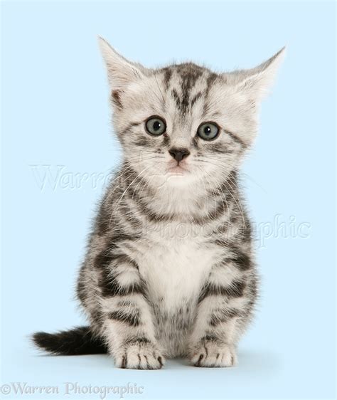 Silver Tabby British Shorthair Kitten Photo Wp41314