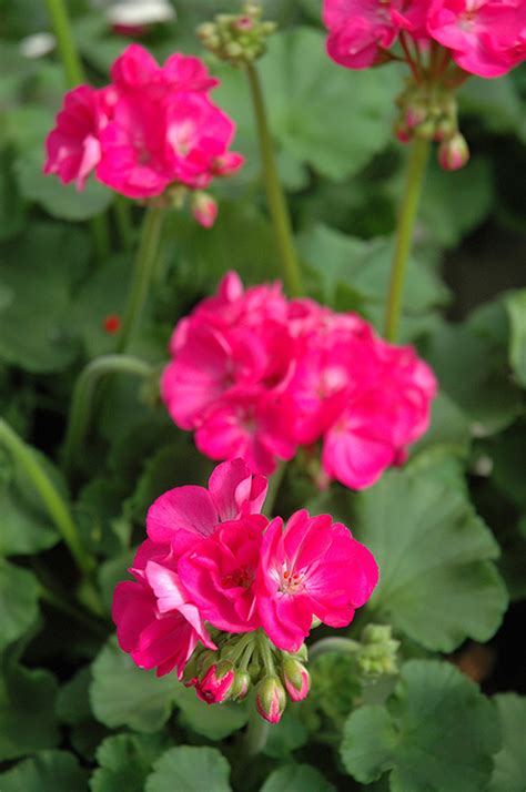 Pink слушать и скачать бесплатно. Patriot Rose Pink Geranium (Pelargonium 'Patriot Rose Pink ...