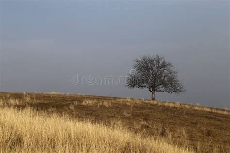 Lone Leafless Tree On Horizon With Dramatic Turbulent Storm Clouds In