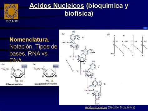 Ibtunam Acidos Nucleicos Bioqumica Y Biofsica Nomenclatura Reactividad
