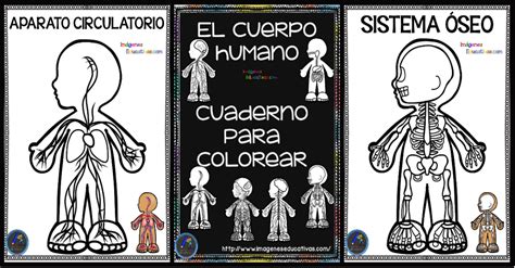 Cuaderno Del Cuerpo Humano Para Colorear Imagenes Educativas