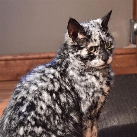 Cats With The Rare Feline Depigmentation Known As Vitiligo Baby Cats