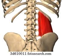 If the hips and hamstrings. Stock Illustration of Anterior view of the hip and lower back region illustrating the quadratus ...