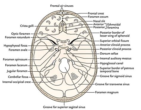 Easy Notes On Cranial Cavity Learn In Just 4 Minutes