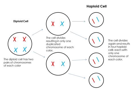 ¿qué Son Las Células Haploides Elbuhosabio