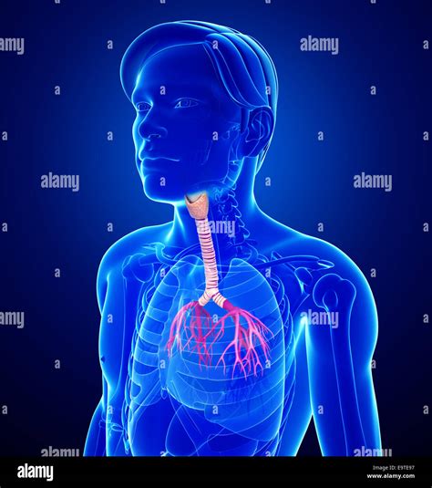 Illustration Of Male Throat Anatomy Stock Photo Alamy