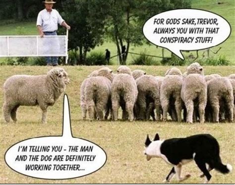 Sheeple Funny Animals Conspiracy Infj