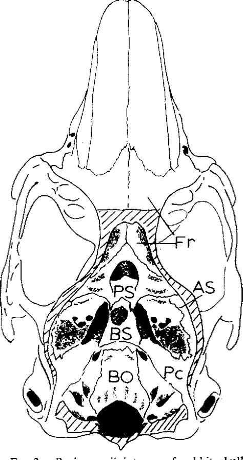 Figure 3 From Mechanisms Of Growth In The Cranial Vault And Base