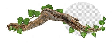 Premium Psd Weave Of Ivy On Piece Of Wood On Transparent Background