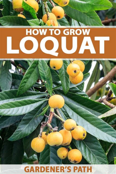 How To Grow And Care For Loquat Trees Gardeners Path
