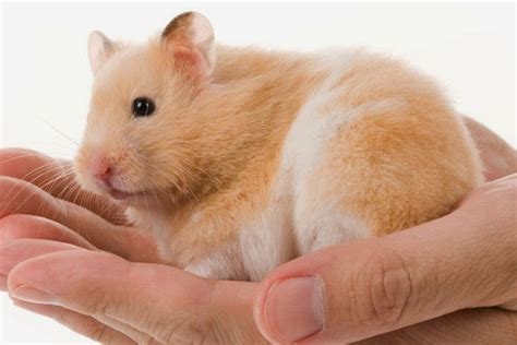 Can My Golden Hamsters Get Ticks 20 July 2017 Pet Blog Veterinary Tips