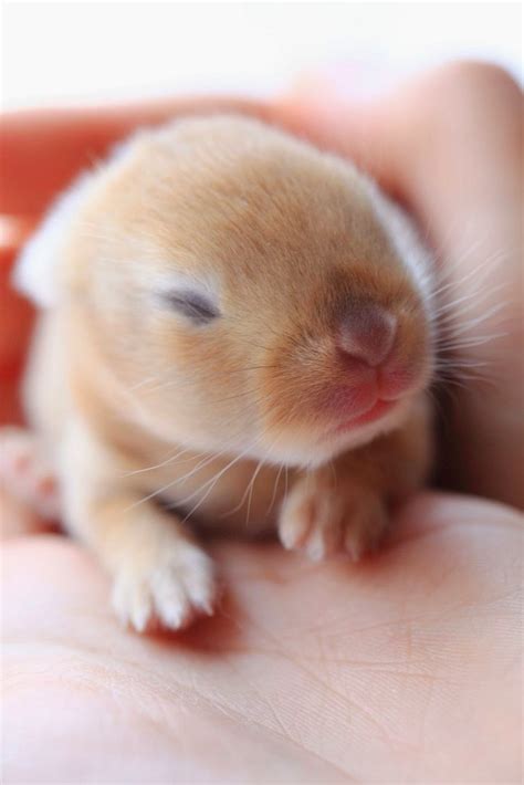 30 Of The Cutest Bunny Pictures You Would Love To See Everyday Best
