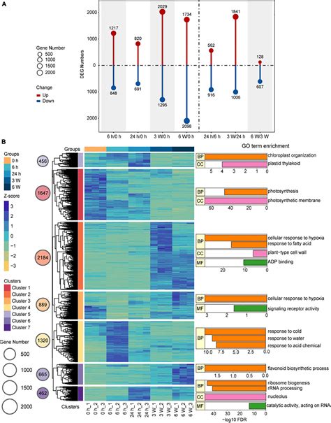 Frontiers Dynamic Changes In The Transcriptome Landscape Of