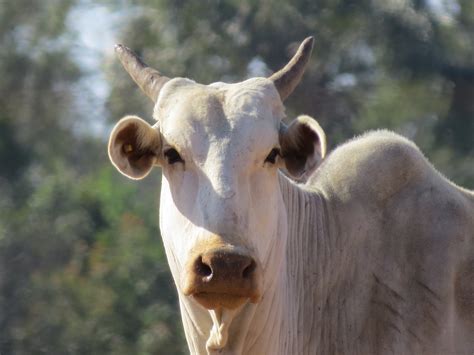 Boi Gordo é Uma Importante Commodity Do Mercado Brasileiro