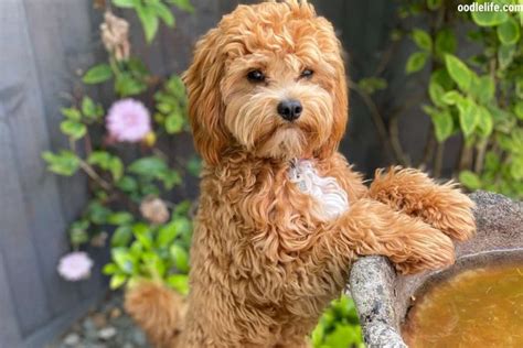 Cavapoo Dog Breed Characteristics And Care Love Dogs