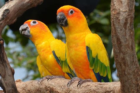 Top Most Beautiful And Colorful Parrots In The World Petvet