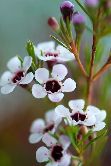 Geraldton Wax Flowers By Renee Hubbard Fine Art Photography