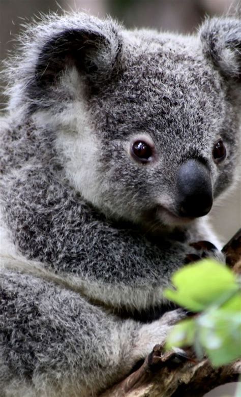 In The Summer The Koalas In Our Garden Love Being Sprayed