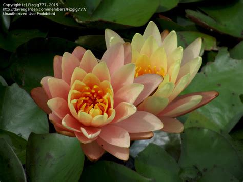 Plantfiles Pictures Hardy Water Lily Waterlily Peach Glow Nymphaea